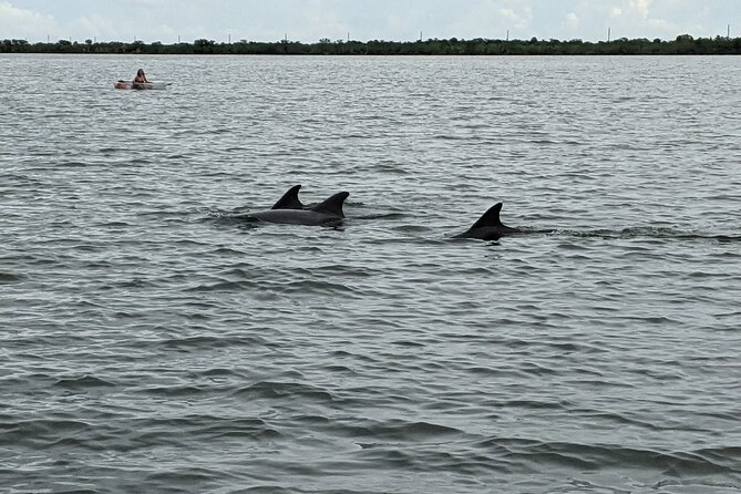 Dolphin and Manatee Clear Kayak or Paddleboard Tour - Starting at Kiwanis Island Park in Merritt Island