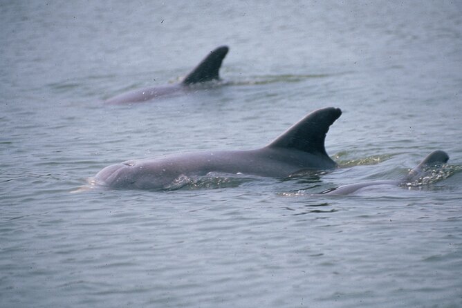 Dolphin and Manatee Clear Kayak or Paddleboard Tour - Watching for dolphins, manatees, and smaller wildlife