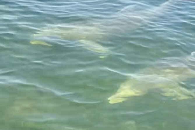 Dolphin and Manatee Kayak and SUP Adventure Tour of Cocoa Beach - Kayak or paddleboard: choosing your platform