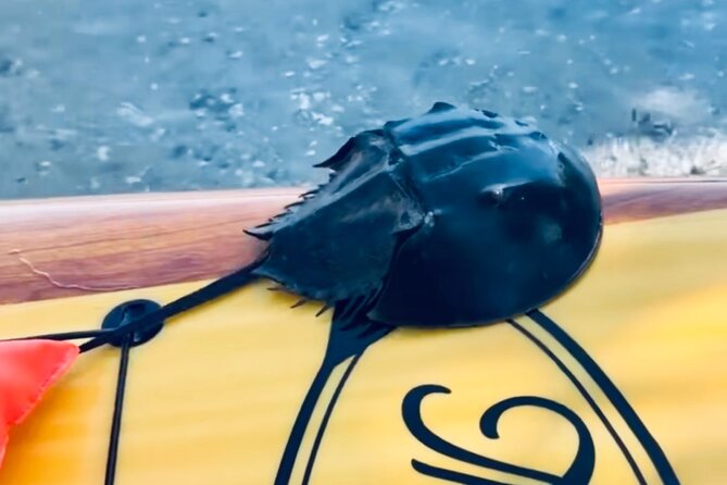 Dolphin and Manatee Kayak and SUP Adventure Tour of Cocoa Beach - Guides who add more than directions