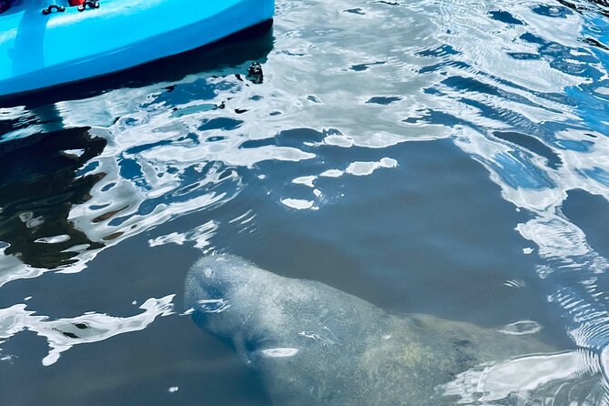 Dolphin and Manatee Kayak and SUP Adventure Tour of Cocoa Beach - Family appeal and physical demands
