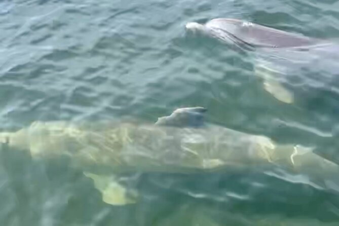 Dolphin and Manatee Kayak and SUP Adventure Tour of Cocoa Beach - Is $65 a fair price?
