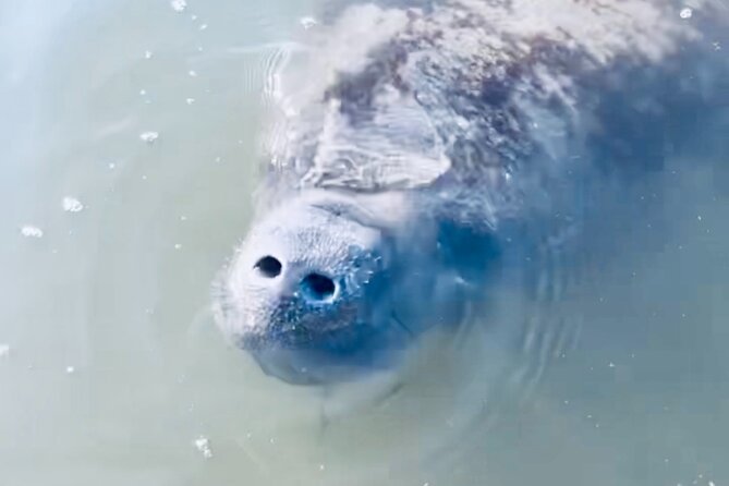 Dolphin and Manatee Kayak and SUP Adventure Tour of Cocoa Beach - What you will see in the first 90 minutes