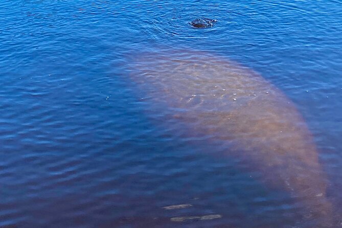 Dolphin and Manatee Kayak Tour of Daytona Beach - Kayak or paddleboard: an important booking detail