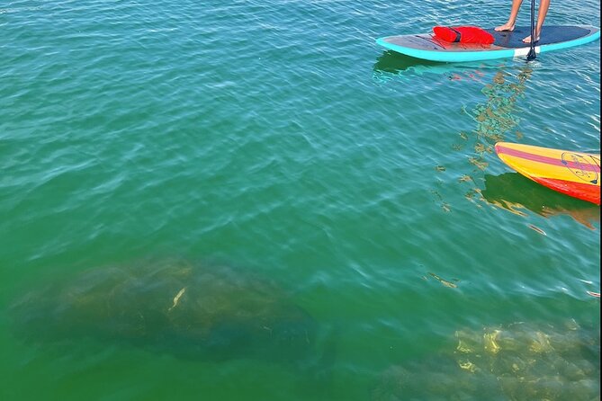 Dolphin and Manatee Tour of Marco Island by Kayak or SUP - Two hours on Marco Island’s natural side