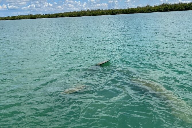 Dolphin and Manatee Tour of Marco Island by Kayak or SUP - Manatees require realistic expectations