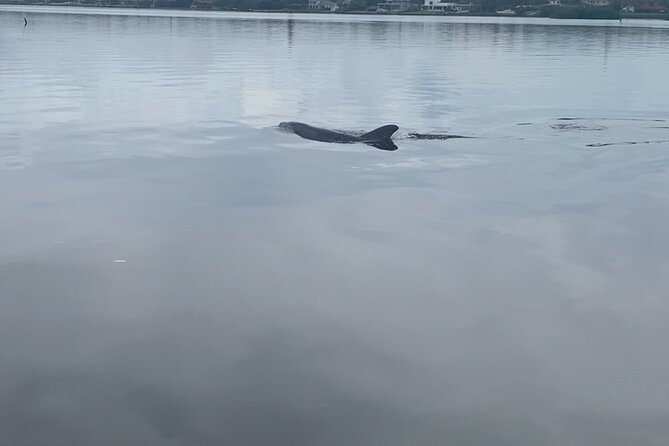 Dolphin and Manatee Tour of Marco Island by Kayak or SUP - Starting with a lesson, not a test