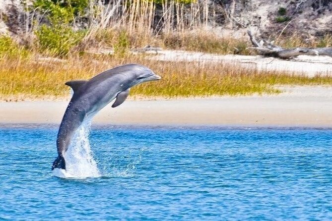 Dolphin and Nature Boat Excursion - Key points to know before you book