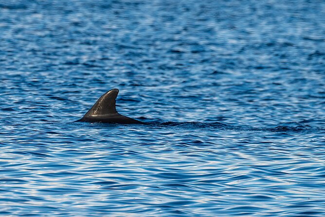 Dolphin and Nature Sunset Cruise from Orange Beach - The crew brings facts, humor, and practical help