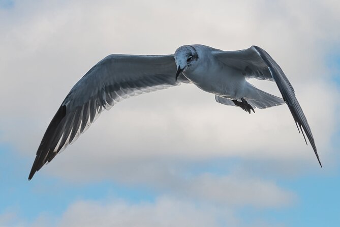 Dolphin and Nature Sunset Cruise from Orange Beach - Practical details for a smoother outing