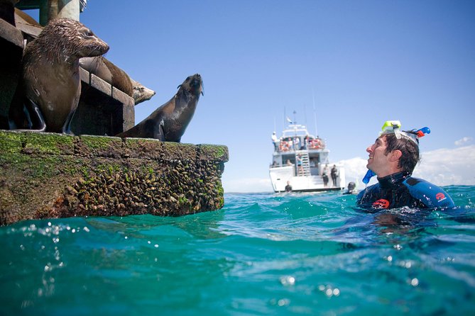 Dolphin and Seal snorkel adventure from Sorrento - Sorrento Pier is the starting point