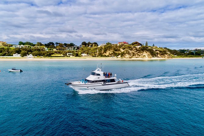 Dolphin and Seal snorkel adventure from Sorrento - Finding the dolphins in Port Phillip Bay