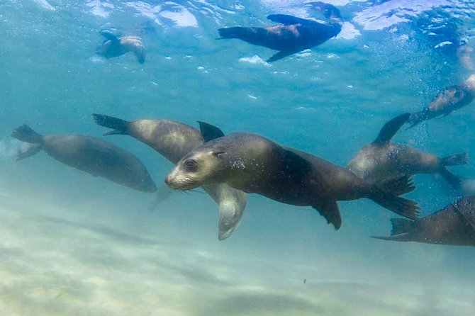 Dolphin and Seal snorkel adventure from Sorrento - What the water encounter feels like