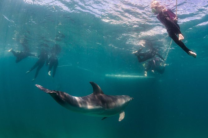 Dolphin and Seal snorkel adventure from Sorrento - The seal stop in shallow Port Phillip Bay