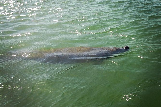 Dolphin and Shelling Cruise for up to 12 people - Searching for dolphins in shallow island waters