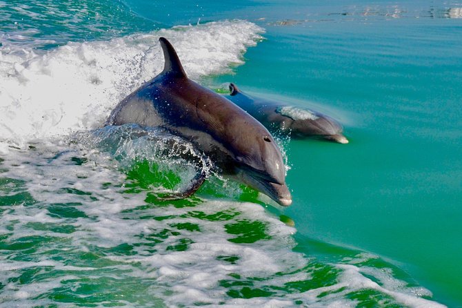 Dolphin and Shelling Cruise for up to 12 people - Who should book this cruise?