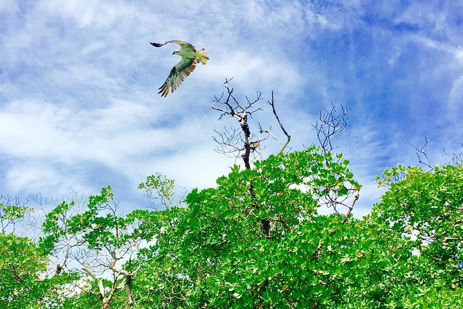 Dolphin and Shelling Cruise for up to 12 people - Manatees, birds, and the wildlife between sightings