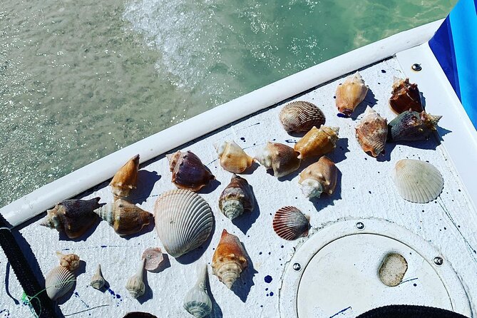 Dolphin and Shelling Cruise Tour at Fort Myers Beach - Guides who make the difference