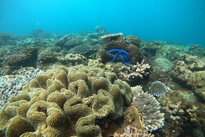 Dolphin and Tumbatu Island Snorkeling Tour with Pickup - Two Zanzibar sea experiences in one morning
