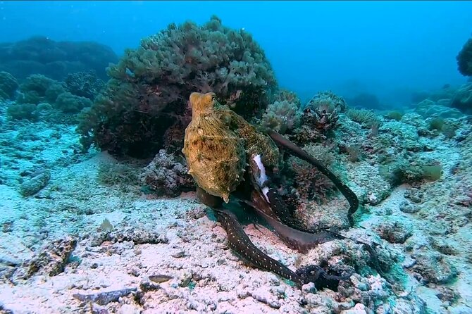 Dolphin and Tumbatu Island Snorkeling Tour with Pickup - Is $90 a fair price?