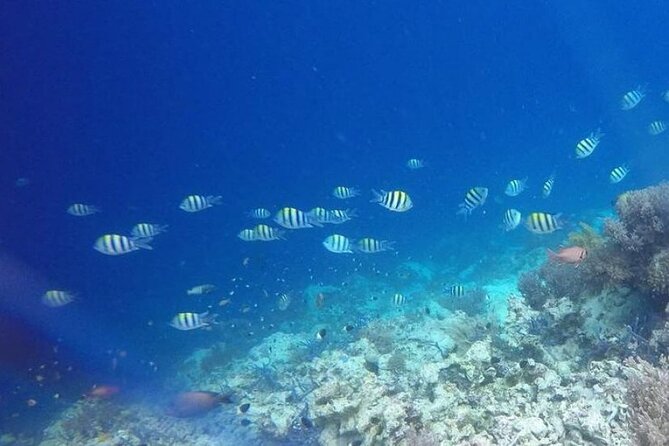 Dolphin and Tumbatu Island Snorkeling Tour with Pickup - Starting at Mama Mia Nungwi at 8:00 am