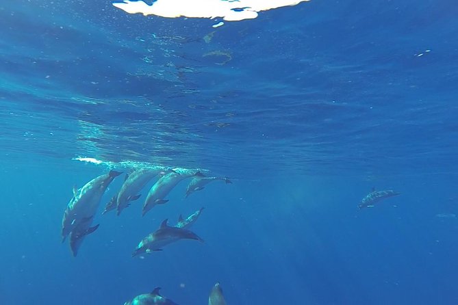 Dolphin and Whale Cruise in Puerto Rico, Gran Canaria - Setting out from Puerto Rico at 10:30 or 1:30