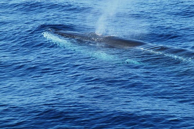 Dolphin and Whale Cruise in Puerto Rico, Gran Canaria - The boat ride, the glass bottom, and the Atlantic swell