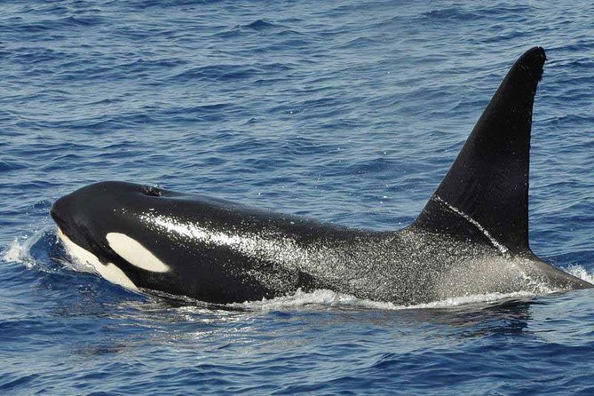Dolphin and Whale Cruise in Puerto Rico, Gran Canaria - The swimming stop and snorkel option