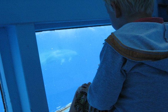 Dolphin and Whale Cruise in Puerto Rico, Gran Canaria - How much value do you get for $50.46?