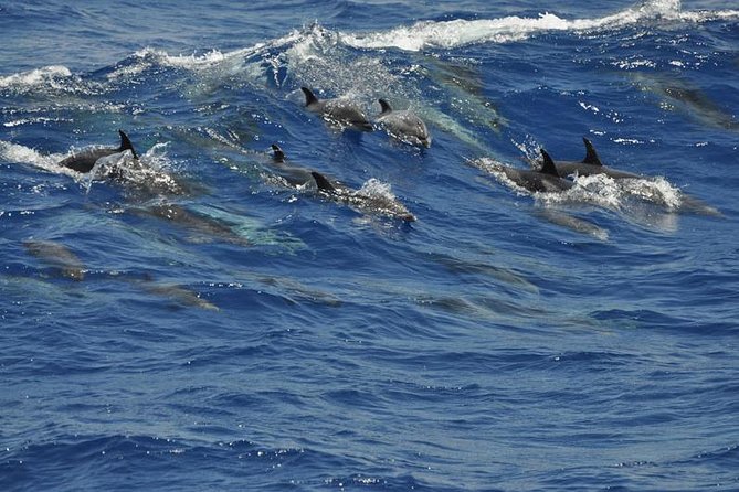 Dolphin and Whale Cruise in Puerto Rico, Gran Canaria - Booking, cancellation, and useful planning details