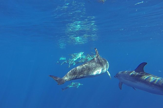 Dolphin and Whale Cruise in Puerto Rico, Gran Canaria - What you might see from Spirit of the Sea