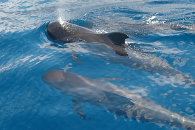 Dolphin and Whale Sailing Tour in Los Gigantes - Following the cliffs of Los Gigantes