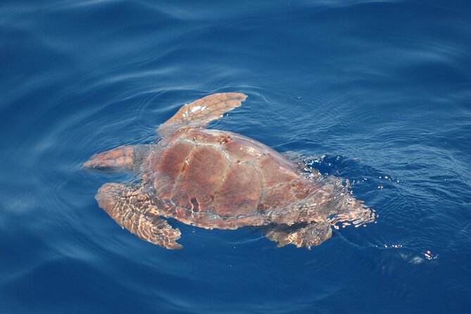 Dolphin and Whale Sailing Tour in Los Gigantes - Is $84.69 a fair price?