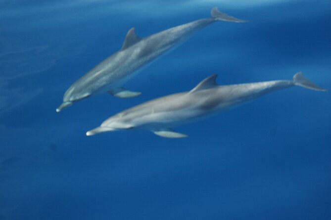Dolphin and Whale Sailing Tour in Los Gigantes - Who will enjoy this Los Gigantes boat trip?