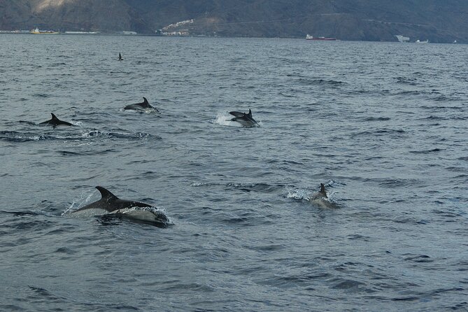 Dolphin and Whale Sailing Tour in Los Gigantes - Searching for pilot whales and dolphins