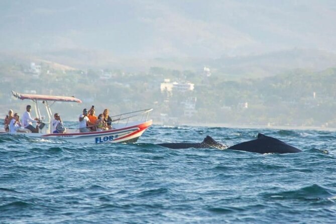 Dolphin and Whale Watching Boat Trip in Puerto Escondido - Why the morning matters in Puerto Escondido