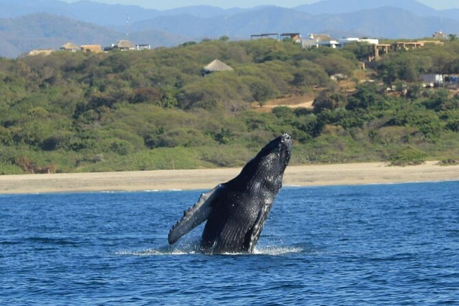 Dolphin and Whale Watching Boat Trip in Puerto Escondido - Swimming and snorkeling depend on the captain