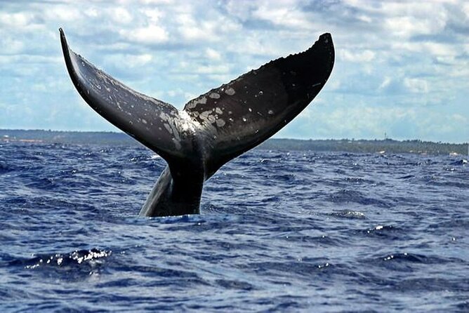 Dolphin and Whale Watching Boat Trip in Puerto Escondido - A captain who explains Puerto Escondido