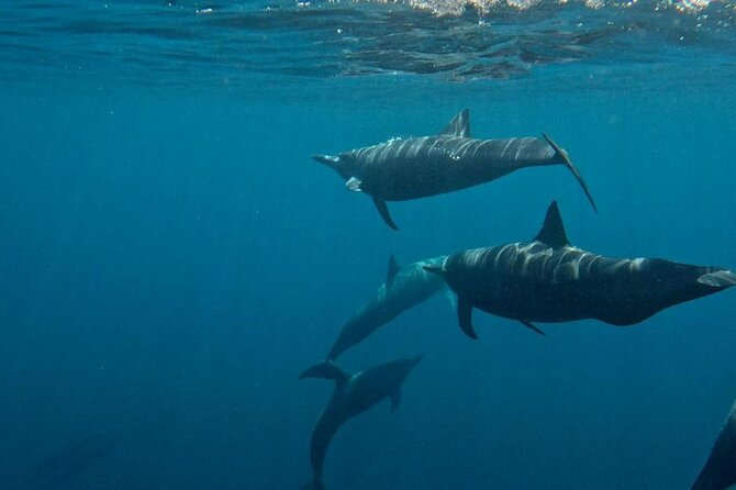 Dolphin and Whale Watching Boat Trip in Puerto Escondido - What the $56.79 price really covers