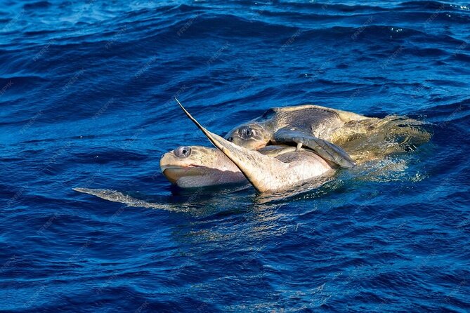 Dolphin and Whale Watching Boat Trip in Puerto Escondido - Cancellation, weather, and sensible planning