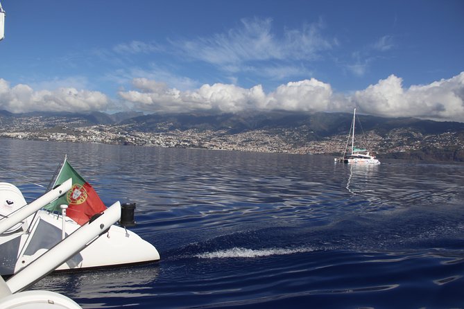 Dolphin and Whale Watching Catamaran Cruise from Funchal - Who will enjoy this cruise most?
