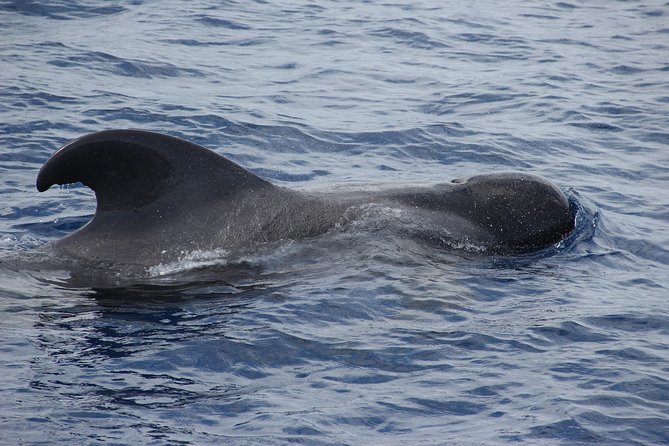 Dolphin and Whale Watching Catamaran Cruise from Funchal - My verdict on the three-hour catamaran