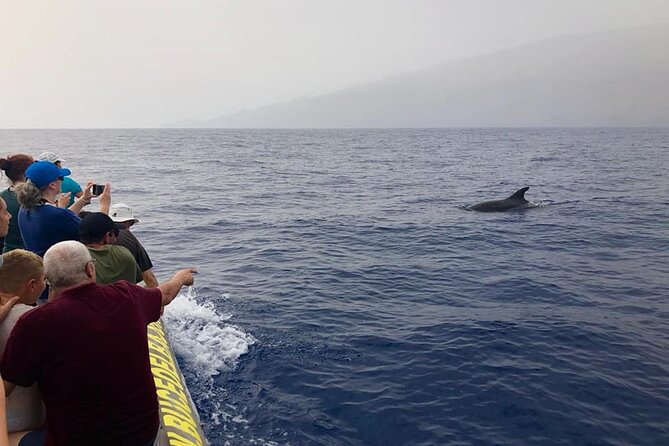 Dolphin and Whale Watching in La Restinga - Key details before you book