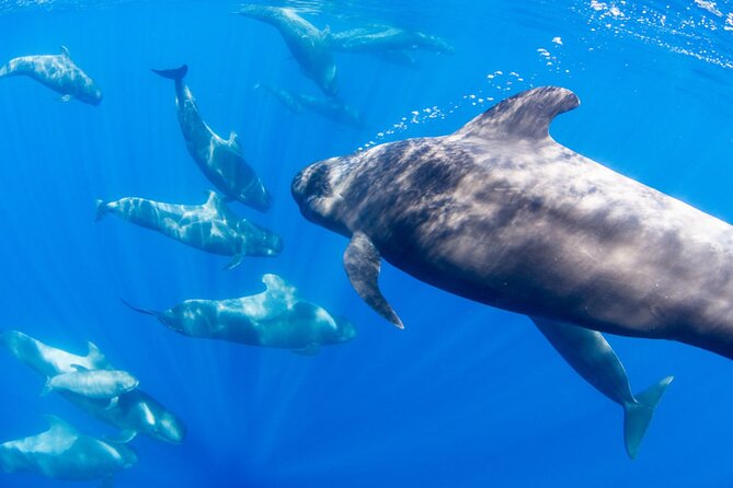 Dolphin and Whale Watching in La Restinga - Who will enjoy this boat trip most