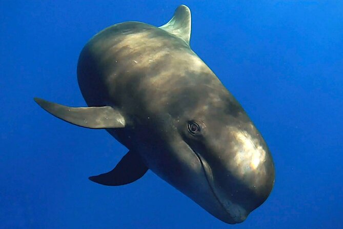 Dolphin and Whale Watching in La Restinga - Hearing the ocean through a hydrophone