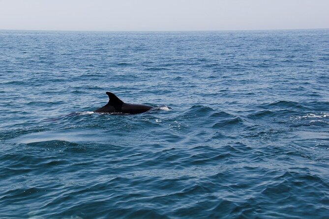 Dolphin and Whale Watching in Lagos - Key points to know before you go