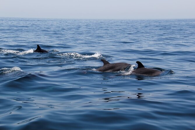 Dolphin and Whale Watching in Lagos - Leaving Lagos for the Atlantic