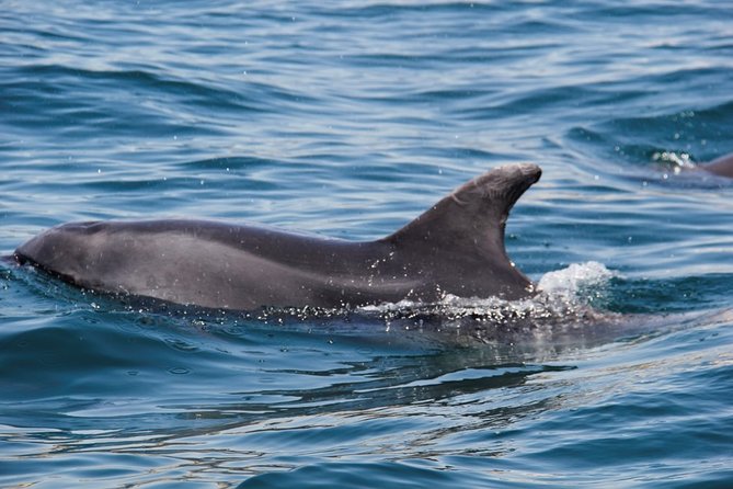 Dolphin and Whale Watching in Lagos - What the RIB ride feels like