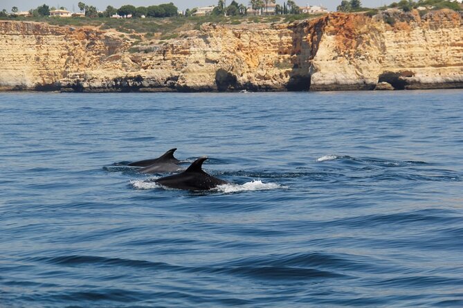 Dolphin and Whale Watching in Lagos - Why the small group matters