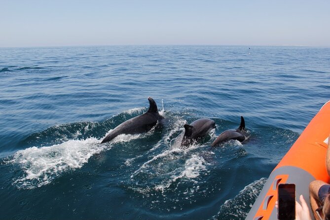 Dolphin and Whale Watching in Lagos - Which sea life might appear